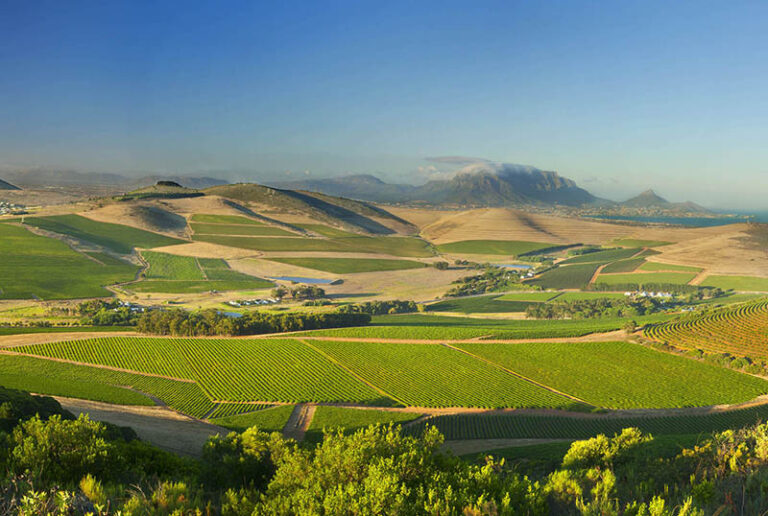 bloemendal wine estate 768x516