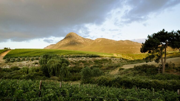 Crystallum Web HERO 768x432