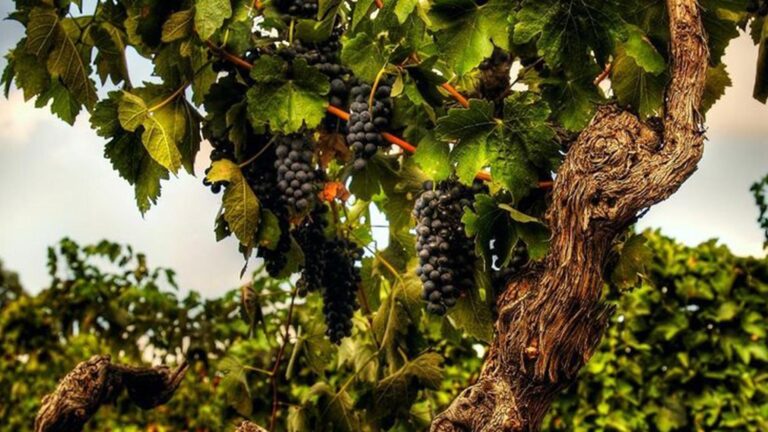 MVH Signature Wines hero 768x432