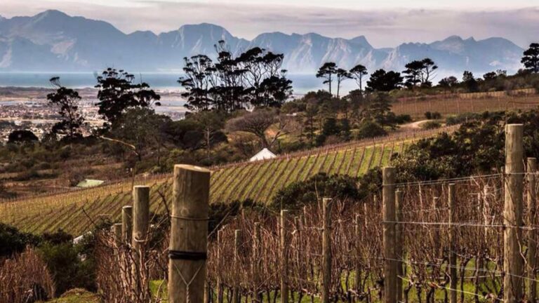 Silvermist Organic Wine Estate 768x432