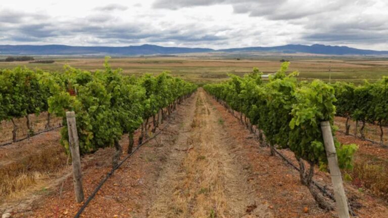 TRIZANNE SIGNATURE WINES hero 768x432