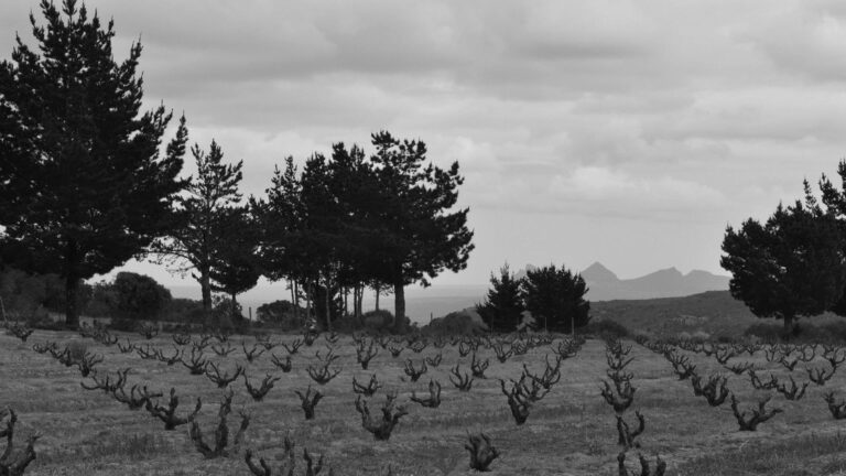 The Sadie Family Wines Hero 1 768x432