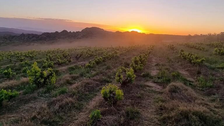 Tierhoek Wine Estate hero 768x432