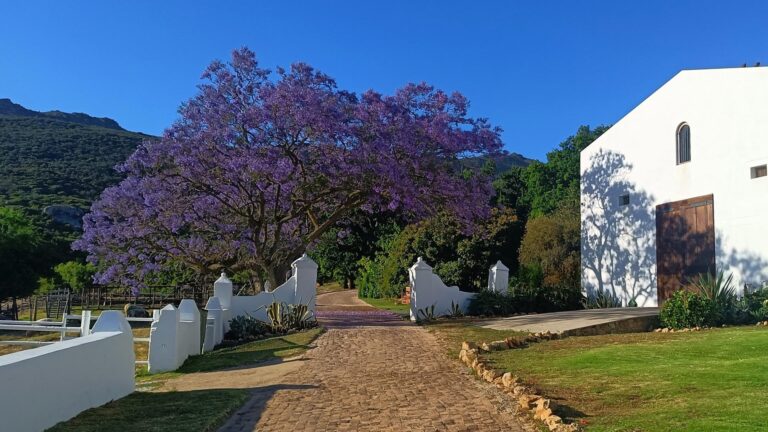 Ayama Wines hero 768x432