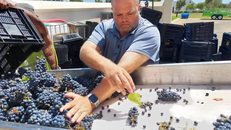 Bizoe Wines hero 768x432