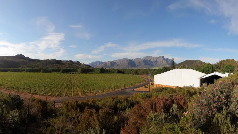 Morelig Vineyards hero 768x432