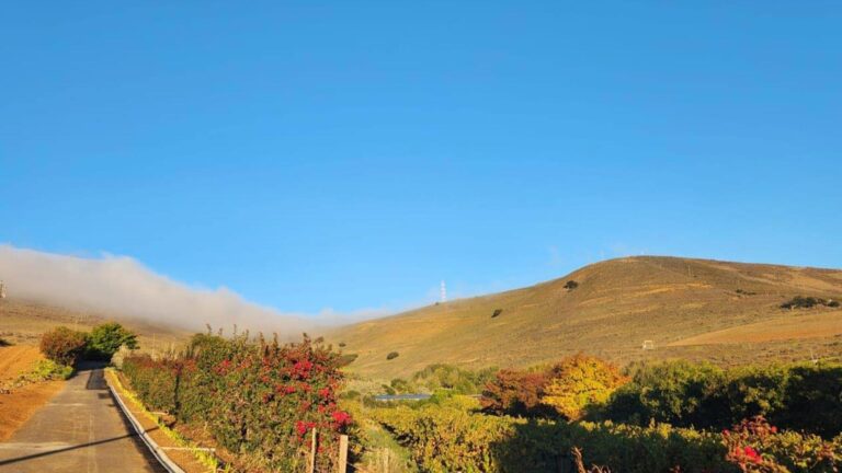 Signal Gun hero 768x432