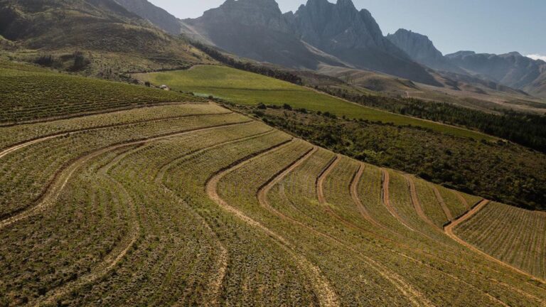 Stark Conde Wines 768x432