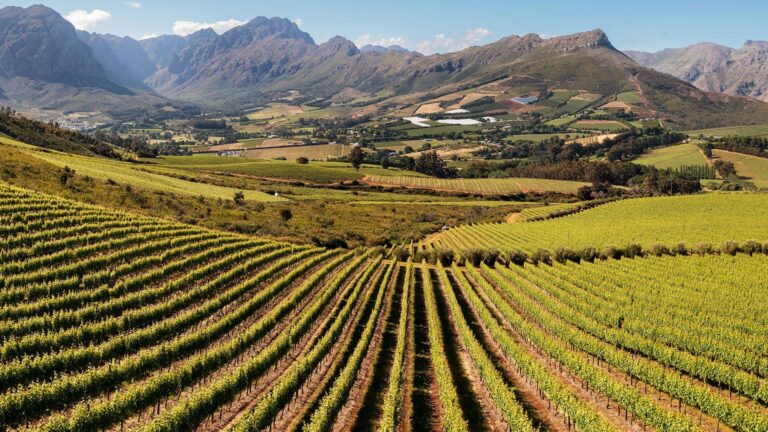 Stellenbosch Vineyards 768x432