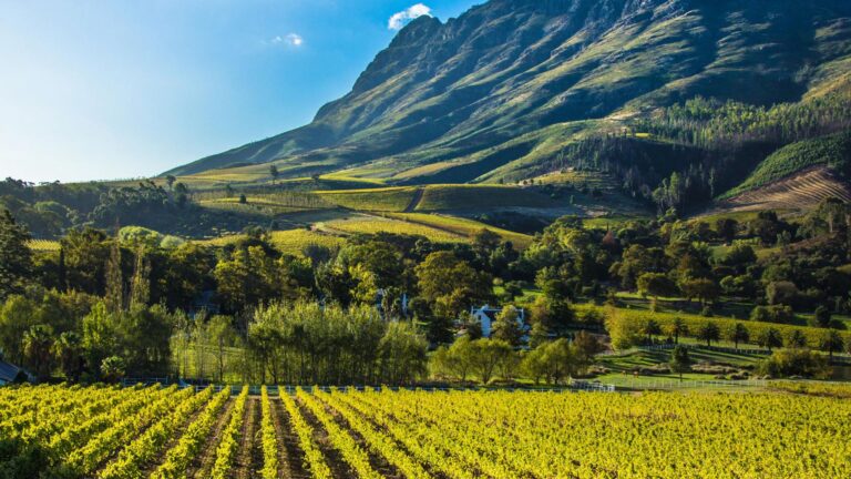 Stellenbosh Vineyards 768x432