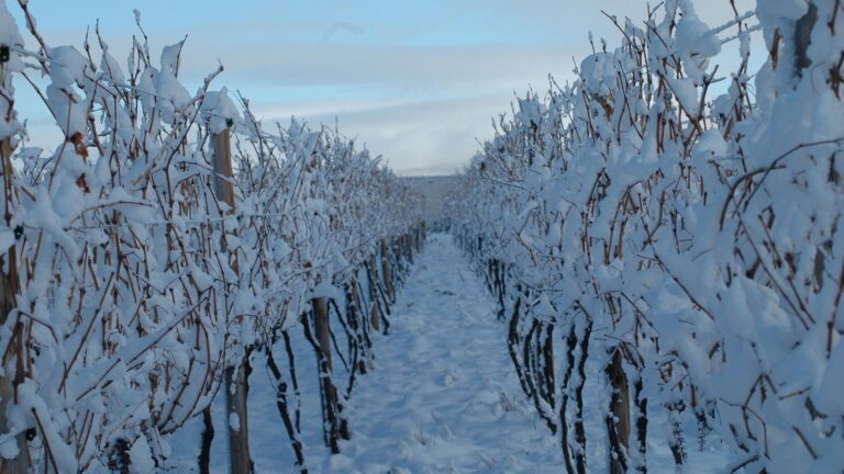 Super Single Vineyards hero 768x432