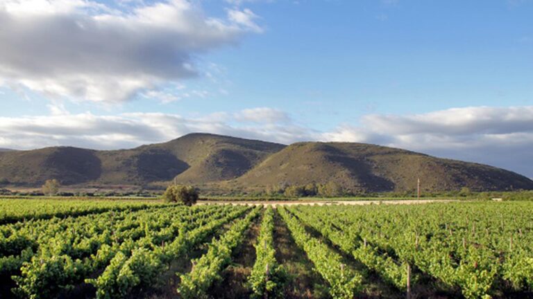 Tanagra Private Cellar heri 768x432