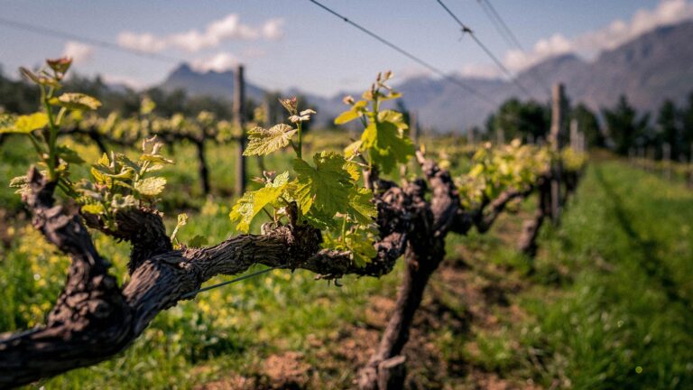 Thistle Weed vineyard hero 1 768x432