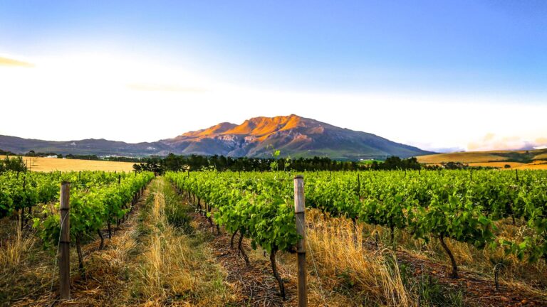 Wildekrans Wine Estate hero 768x432