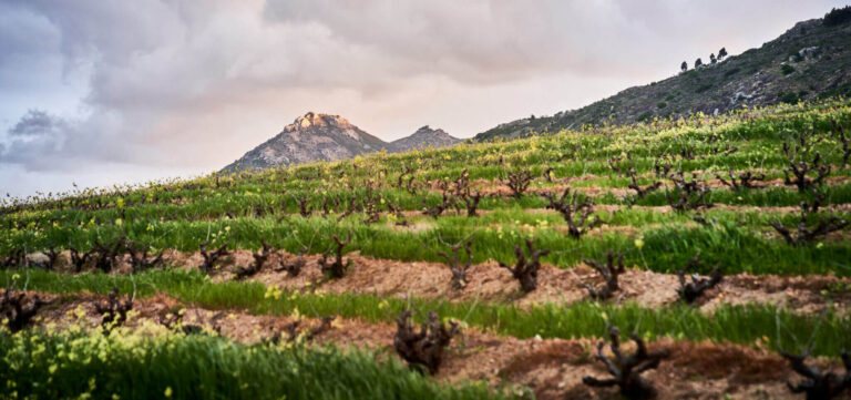 Vineyard 1 e1758599155586 768x361